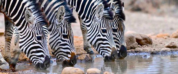 Safari équestre, séjour en lodge, Zimbabwe