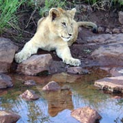 Zambèze Safari randonnée equestre de luxe, chutes Victoria. Zimbabwe