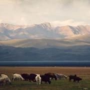 Rando cheval. Traversée du Kirghizistan à cheval – Ancien caravansérail de la Route de la Soie.