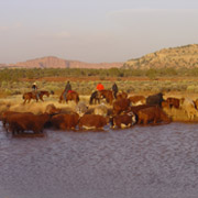 Rassemblement de bétail du printemps, dans les Moodies, Utah, USA 