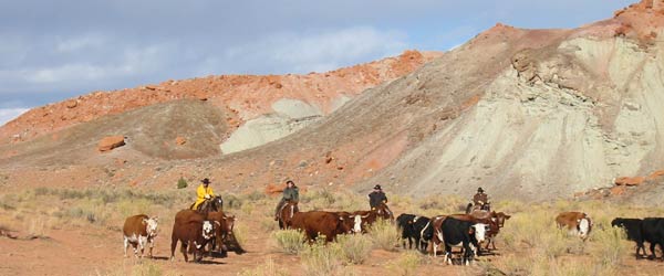 RandonnÃ©e Ã©questre. Convoyage de bÃ©tail dans les Moodies, Utah, USA